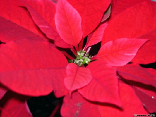 Clicca per immagine full size
 ============== 
Euphorbia: la Stella di Natale
Euphorbia o Euphoria?
Keywords: euphorbia stella natale